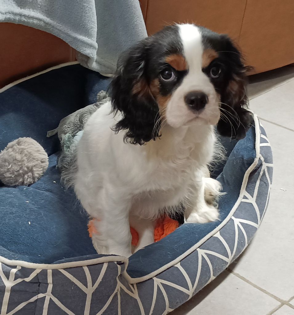 du domaine des quatre pattes - Chiot disponible  - Cavalier King Charles Spaniel