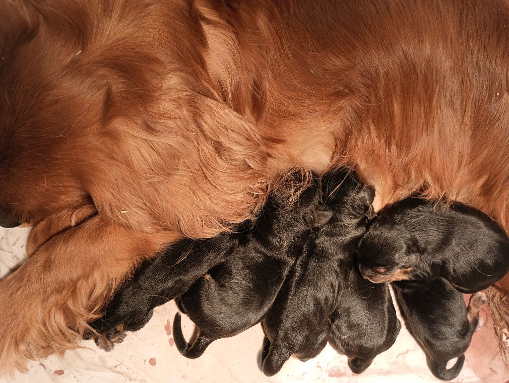 chiot Cavalier King Charles Spaniel du domaine des quatre pattes