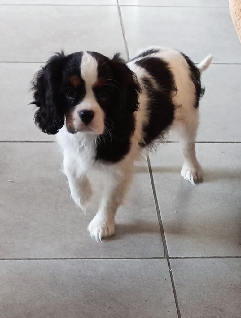 du domaine des quatre pattes - Chiot disponible  - Cavalier King Charles Spaniel