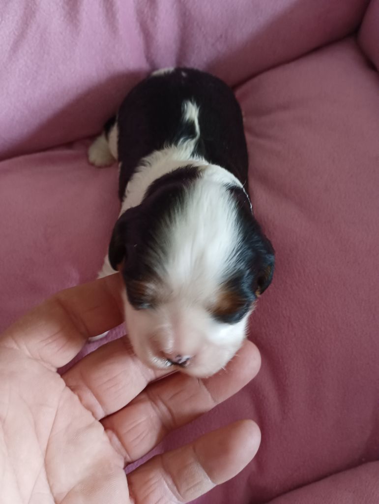 du domaine des quatre pattes - Chiot disponible  - Cavalier King Charles Spaniel