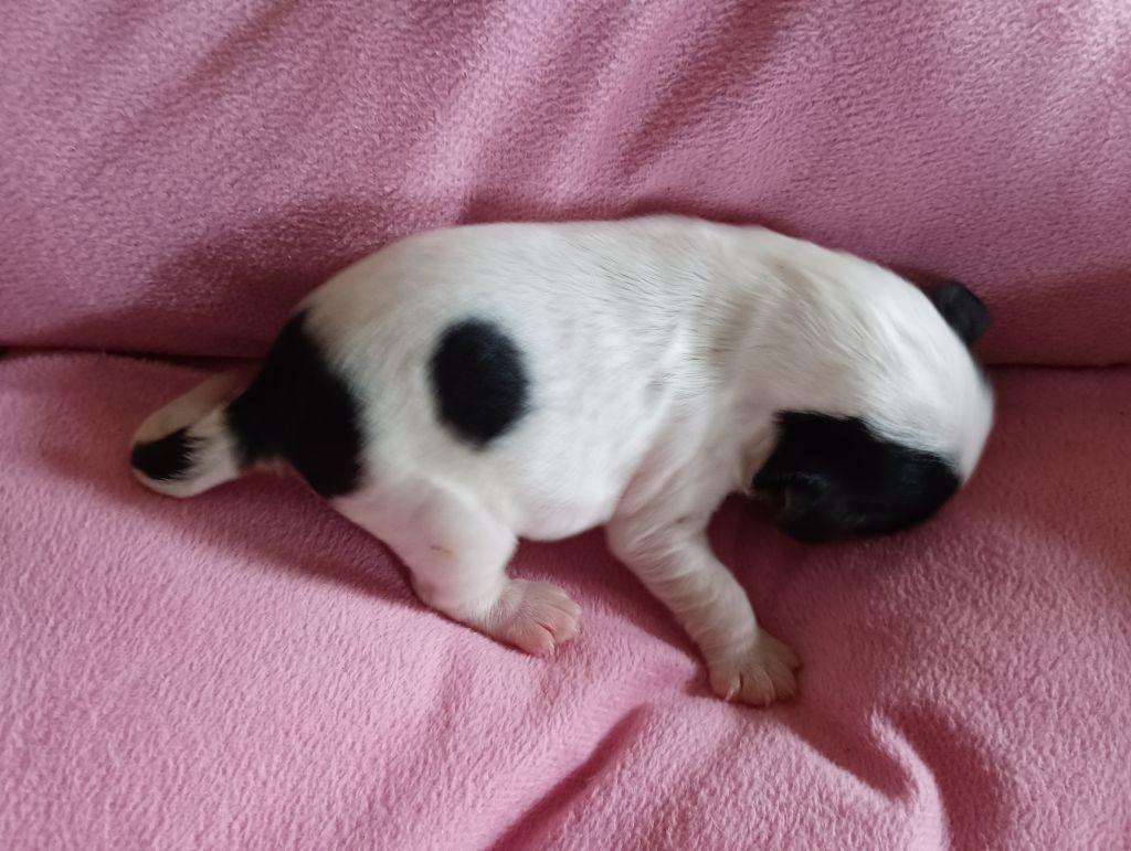 du domaine des quatre pattes - Chiot disponible  - Cavalier King Charles Spaniel