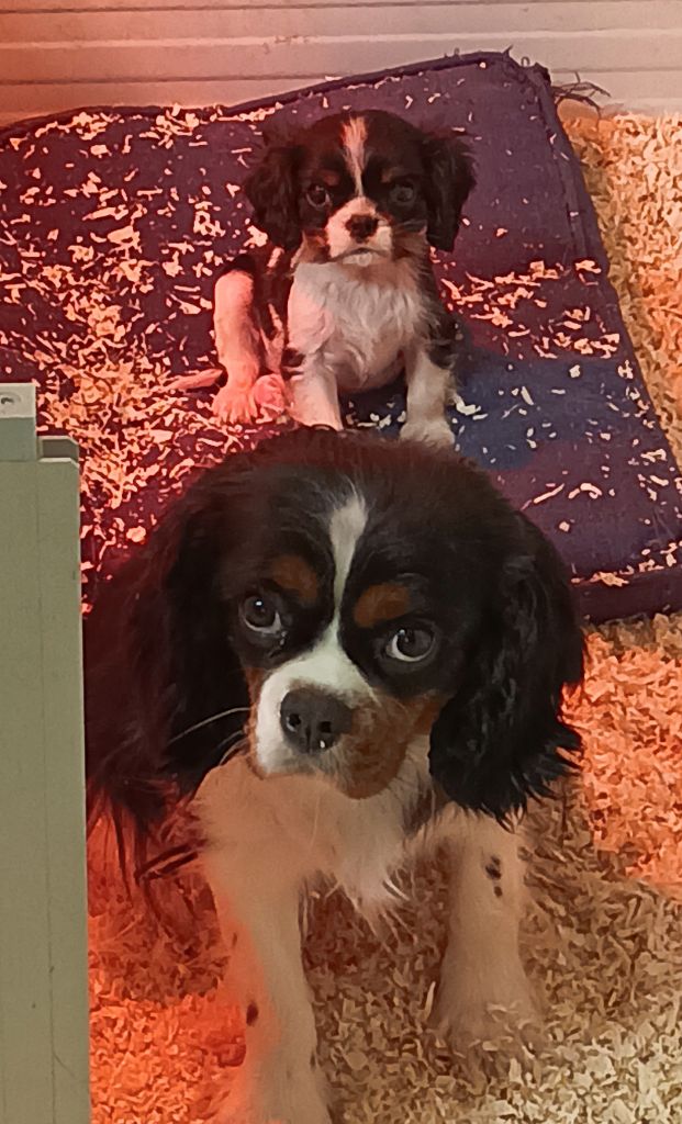 du domaine des quatre pattes - Chiot disponible  - Cavalier King Charles Spaniel