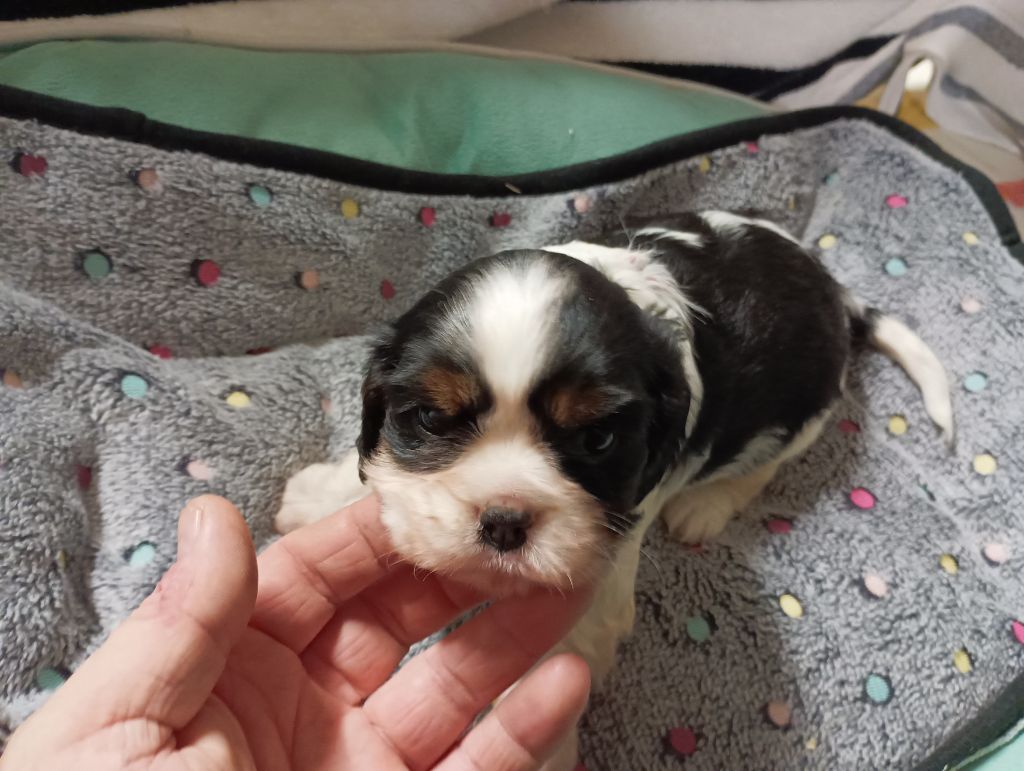 du domaine des quatre pattes - Chiot disponible  - Cavalier King Charles Spaniel