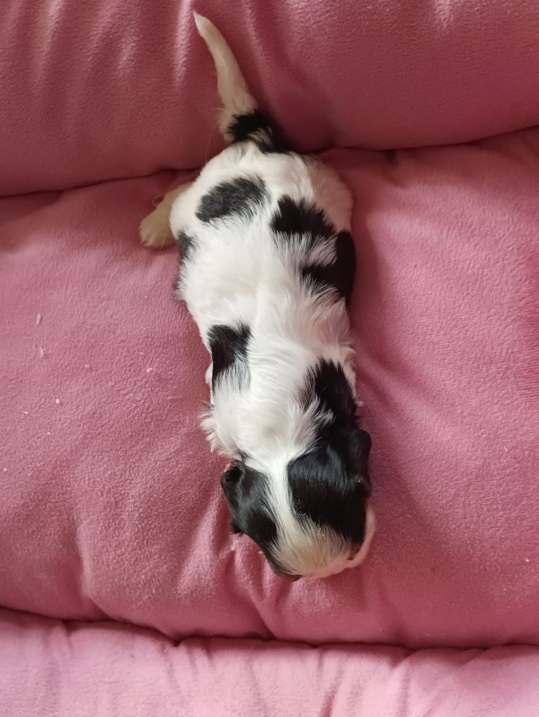 du domaine des quatre pattes - Chiot disponible  - Cavalier King Charles Spaniel