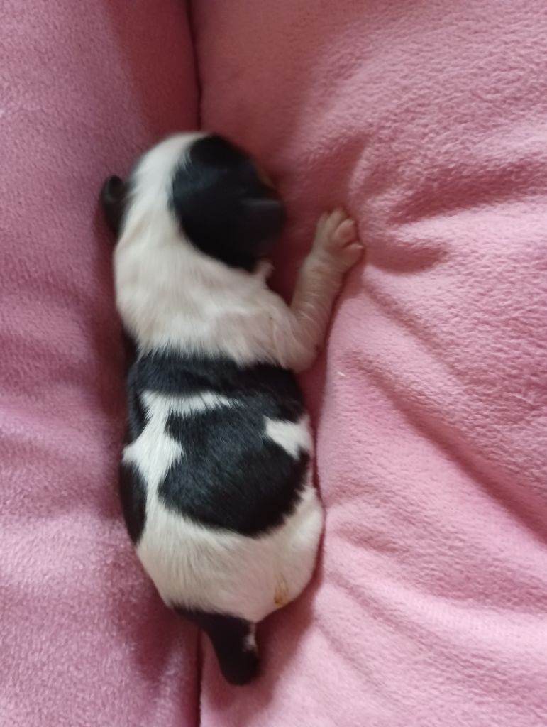 du domaine des quatre pattes - Chiot disponible  - Cavalier King Charles Spaniel