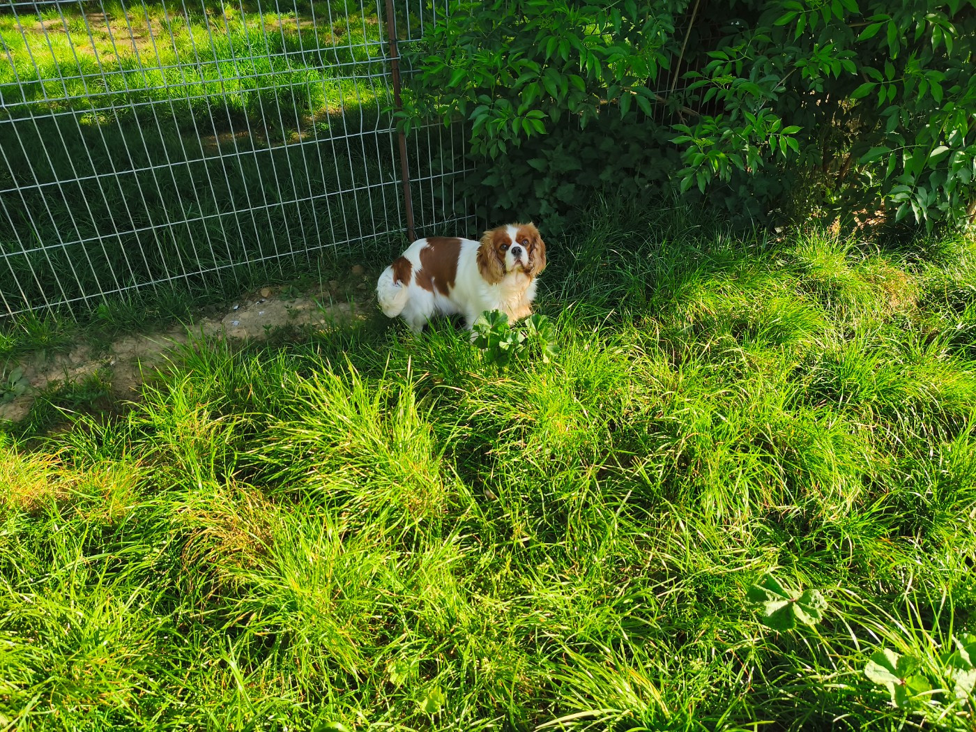 Ugoline du domaine des quatre pattes