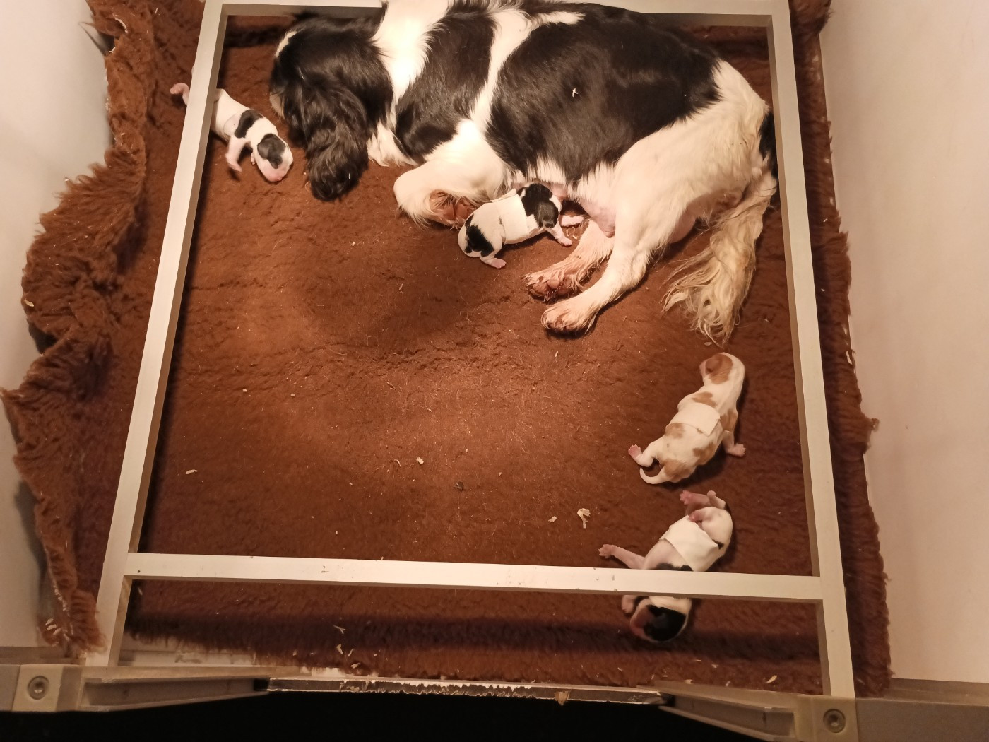 Uranie du domaine des quatre pattes