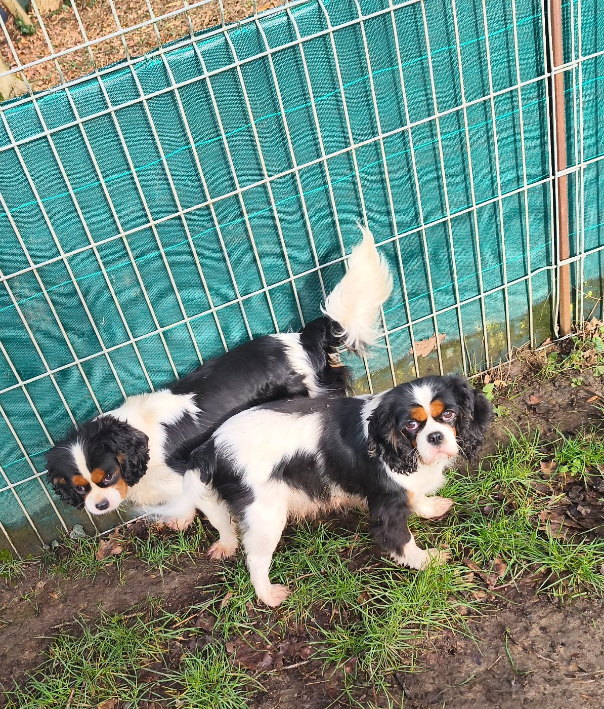 Uranie du domaine des quatre pattes