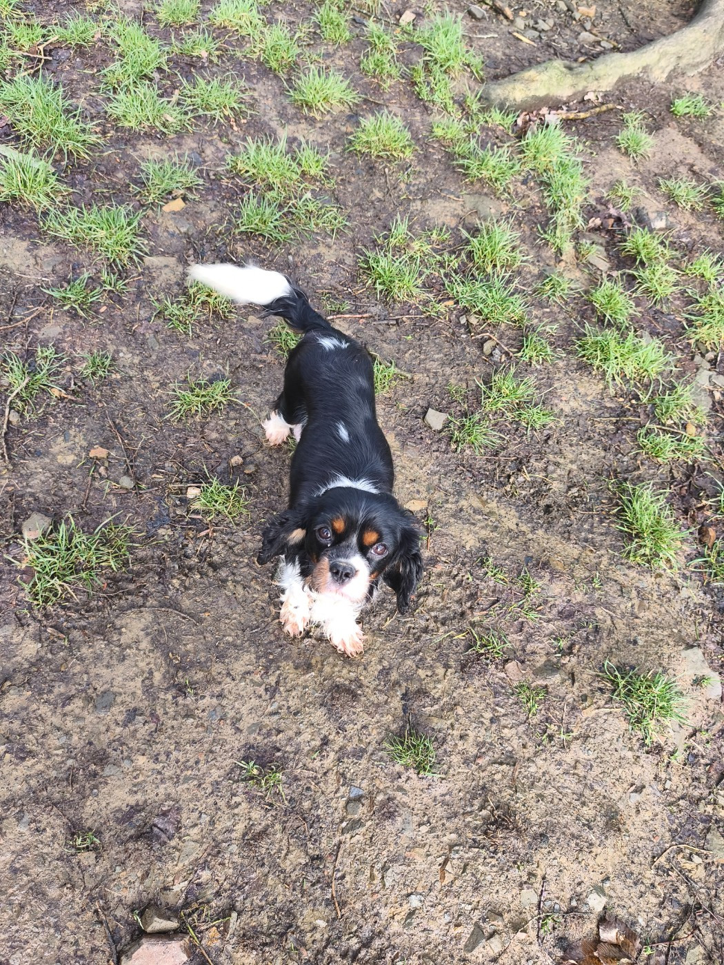 VOLGA du domaine des quatre pattes