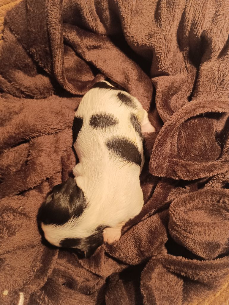 du domaine des quatre pattes - Chiots disponibles - Cavalier King Charles Spaniel