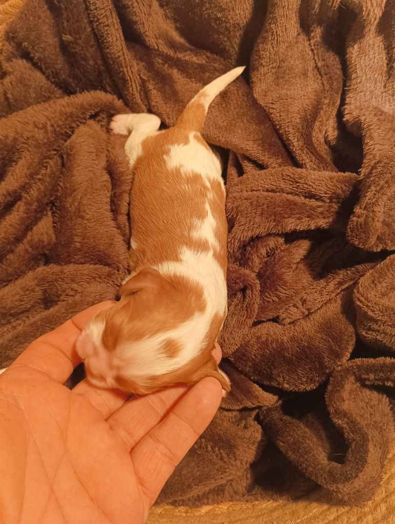 du domaine des quatre pattes - Chiots disponibles - Cavalier King Charles Spaniel