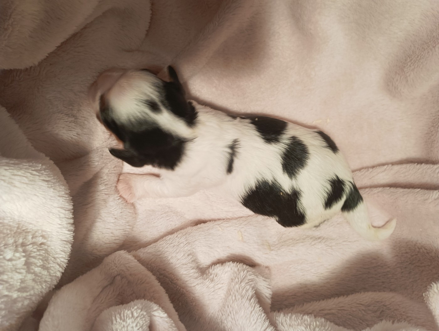 du domaine des quatre pattes - Chiots disponibles - Cavalier King Charles Spaniel