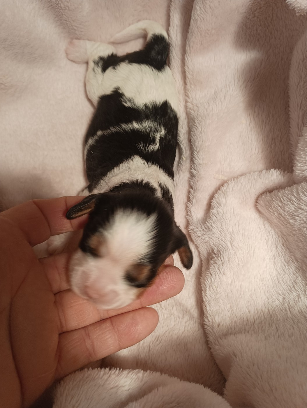 du domaine des quatre pattes - Chiots disponibles - Cavalier King Charles Spaniel