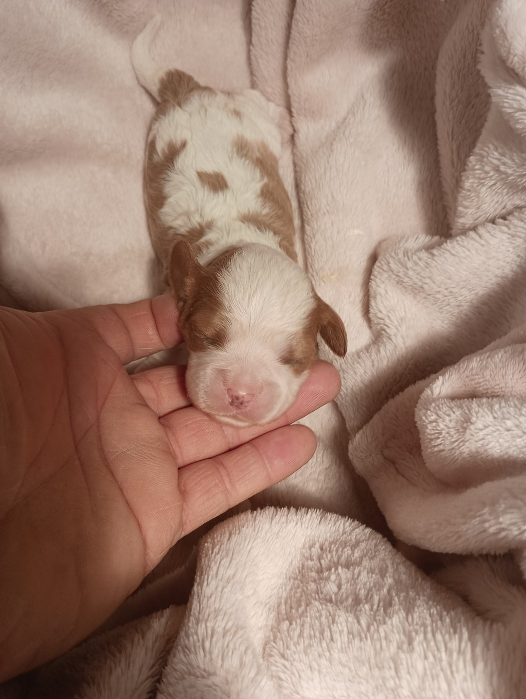 du domaine des quatre pattes - Chiots disponibles - Cavalier King Charles Spaniel