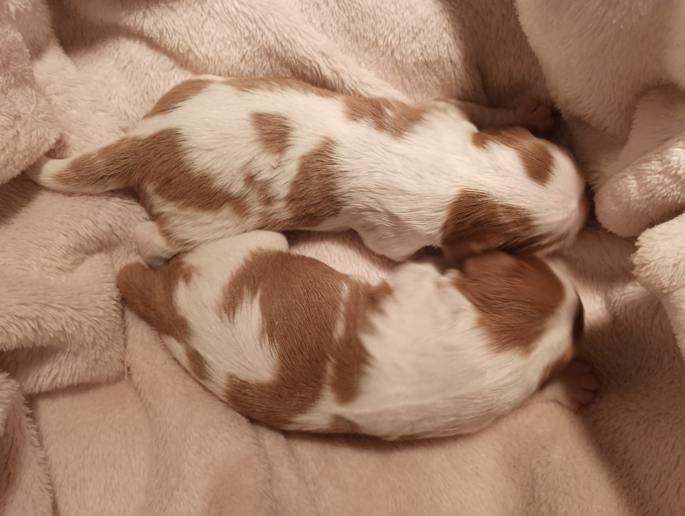du domaine des quatre pattes - Chiots disponibles - Cavalier King Charles Spaniel