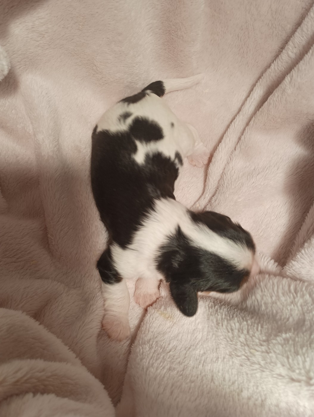 du domaine des quatre pattes - Chiots disponibles - Cavalier King Charles Spaniel