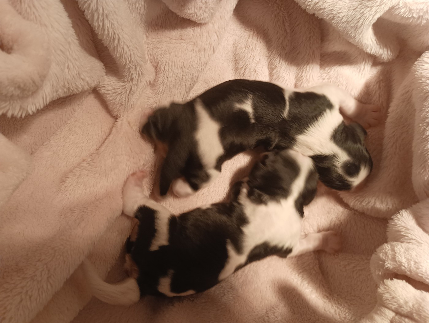 du domaine des quatre pattes - Chiots disponibles - Cavalier King Charles Spaniel