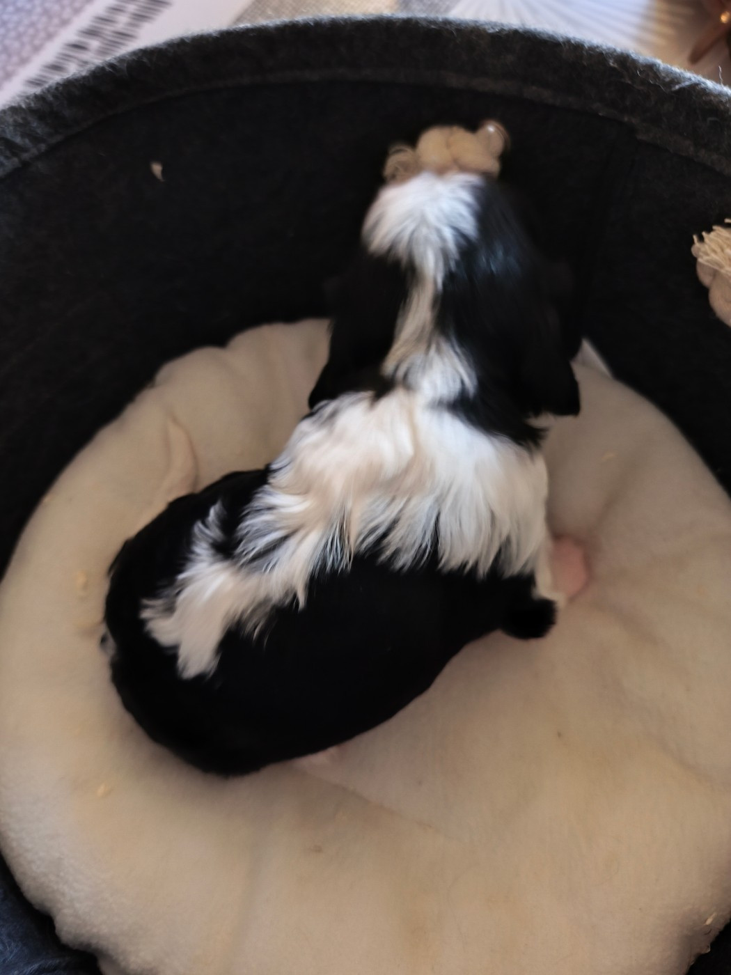 du domaine des quatre pattes - Chiots disponibles - Cavalier King Charles Spaniel