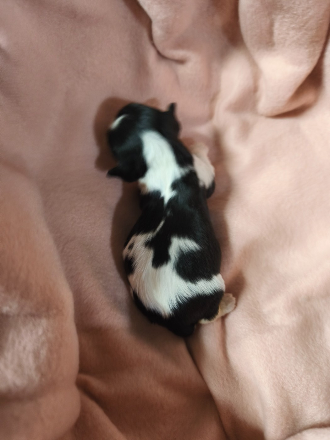 du domaine des quatre pattes - Chiots disponibles - Cavalier King Charles Spaniel