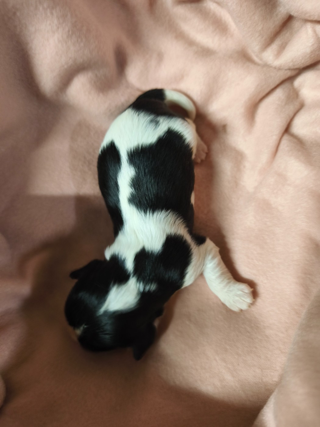 du domaine des quatre pattes - Chiots disponibles - Cavalier King Charles Spaniel