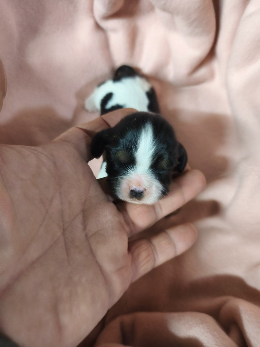 du domaine des quatre pattes - Chiots disponibles - Cavalier King Charles Spaniel