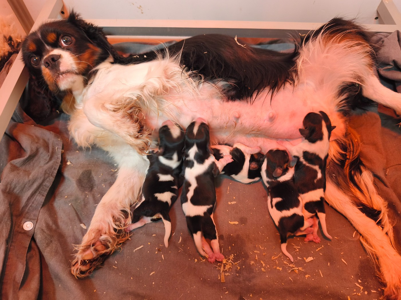 Chiot Cavalier King Charles Spaniel du domaine des quatre pattes