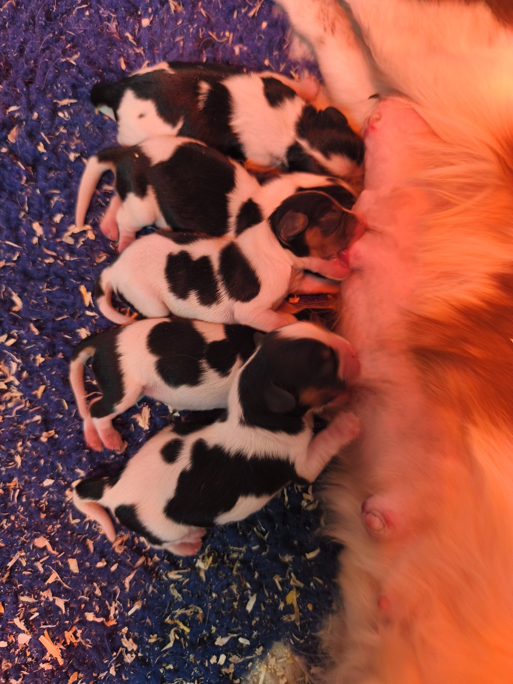 Chiot Cavalier King Charles Spaniel du domaine des quatre pattes