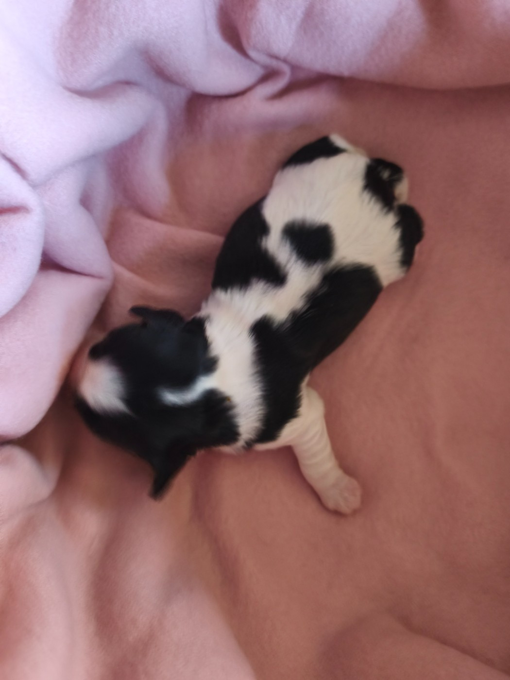 du domaine des quatre pattes - Chiots disponibles - Cavalier King Charles Spaniel