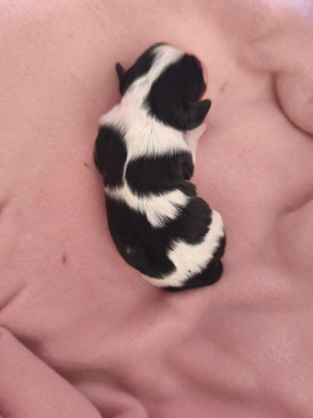 du domaine des quatre pattes - Chiots disponibles - Cavalier King Charles Spaniel