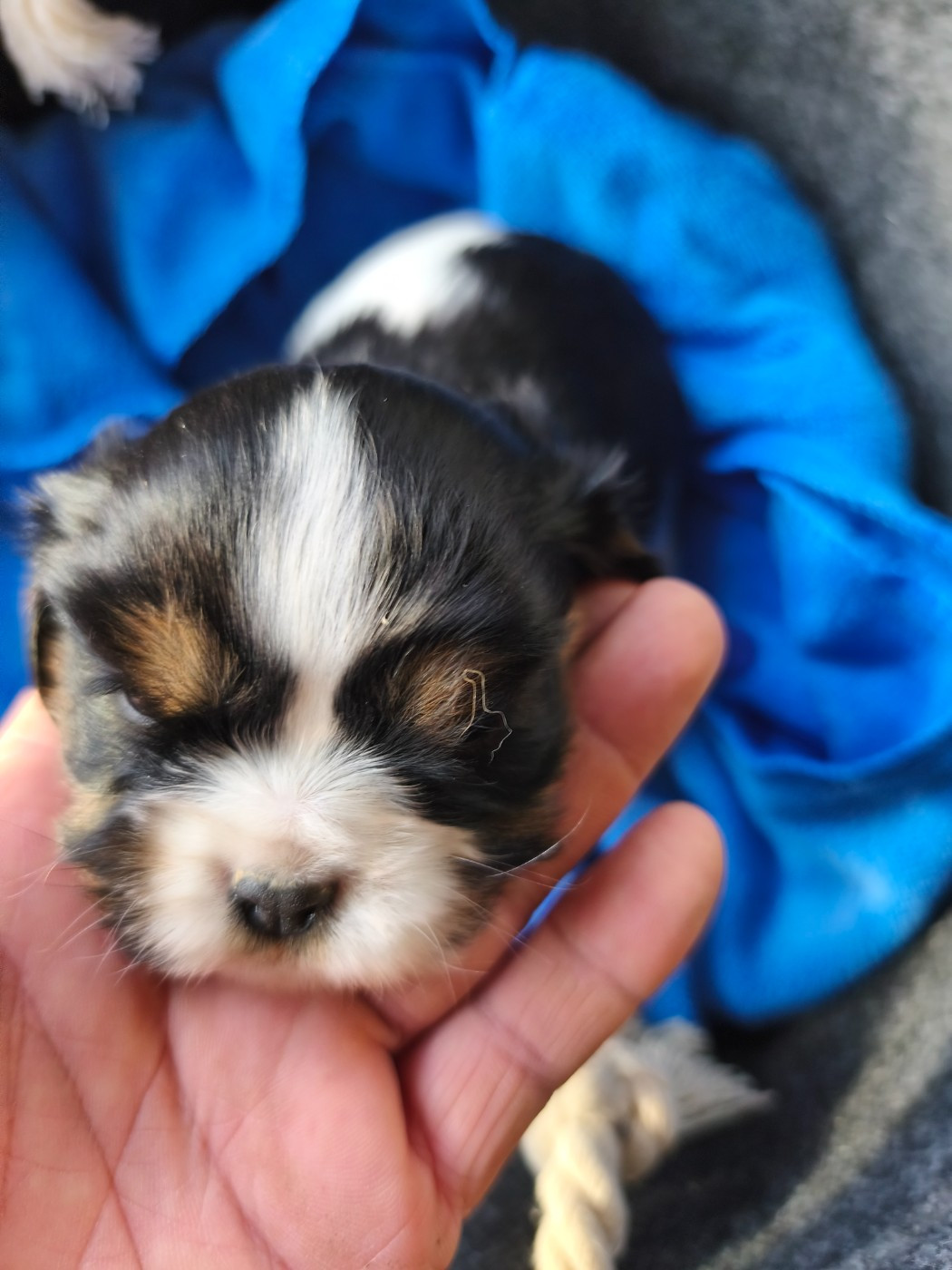 du domaine des quatre pattes - Chiots disponibles - Cavalier King Charles Spaniel