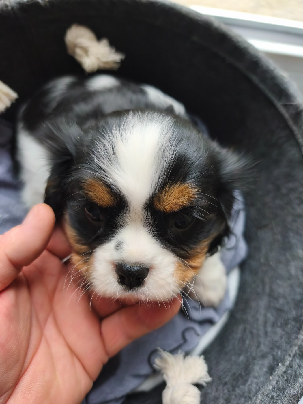 du domaine des quatre pattes - Chiots disponibles - Cavalier King Charles Spaniel
