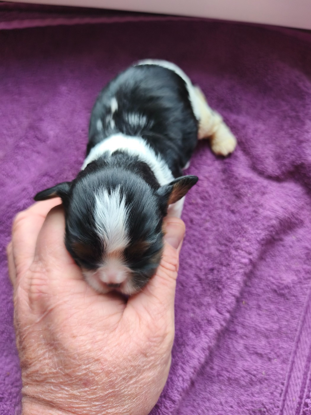 du domaine des quatre pattes - Chiots disponibles - Cavalier King Charles Spaniel