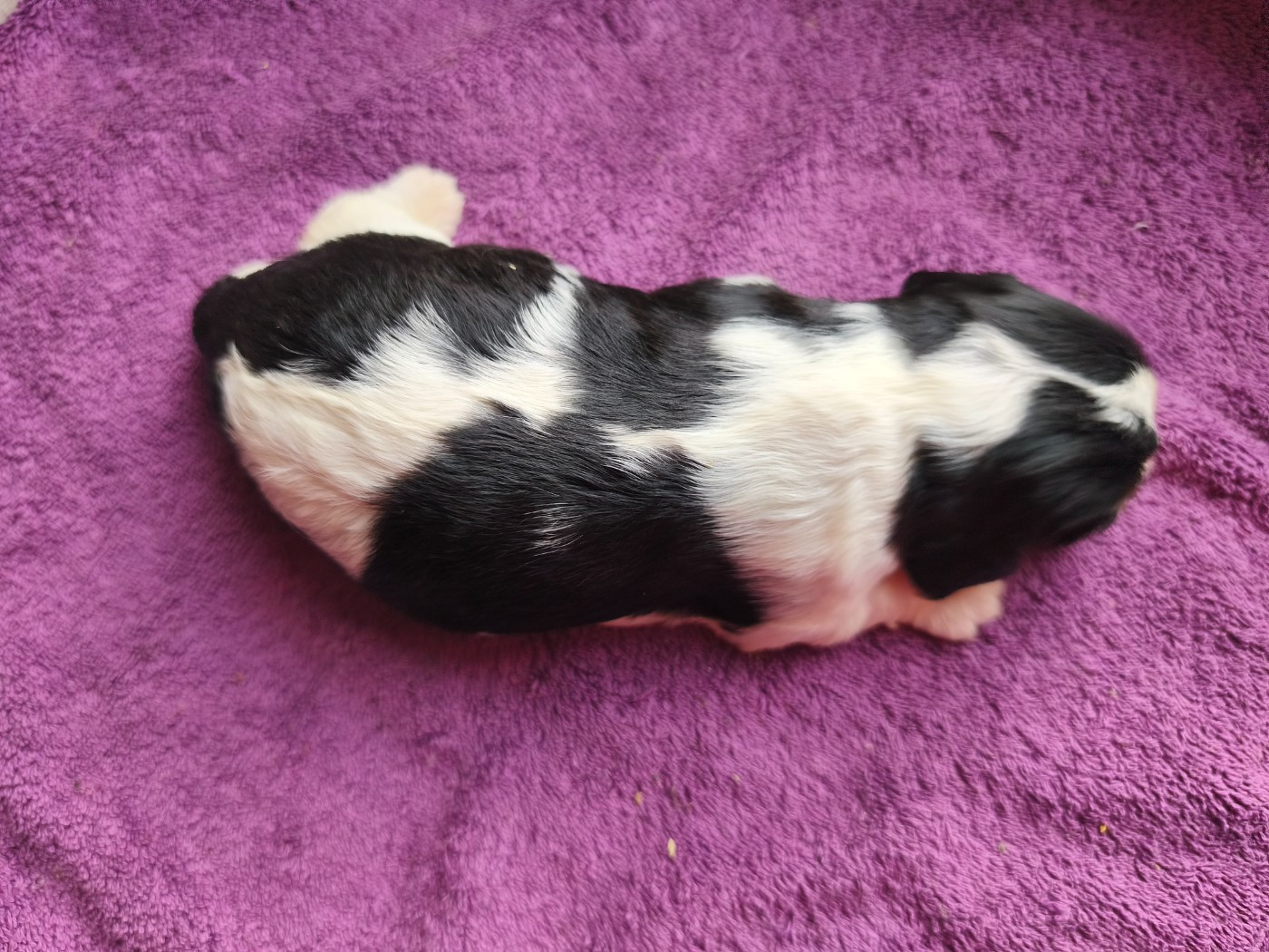 du domaine des quatre pattes - Chiots disponibles - Cavalier King Charles Spaniel