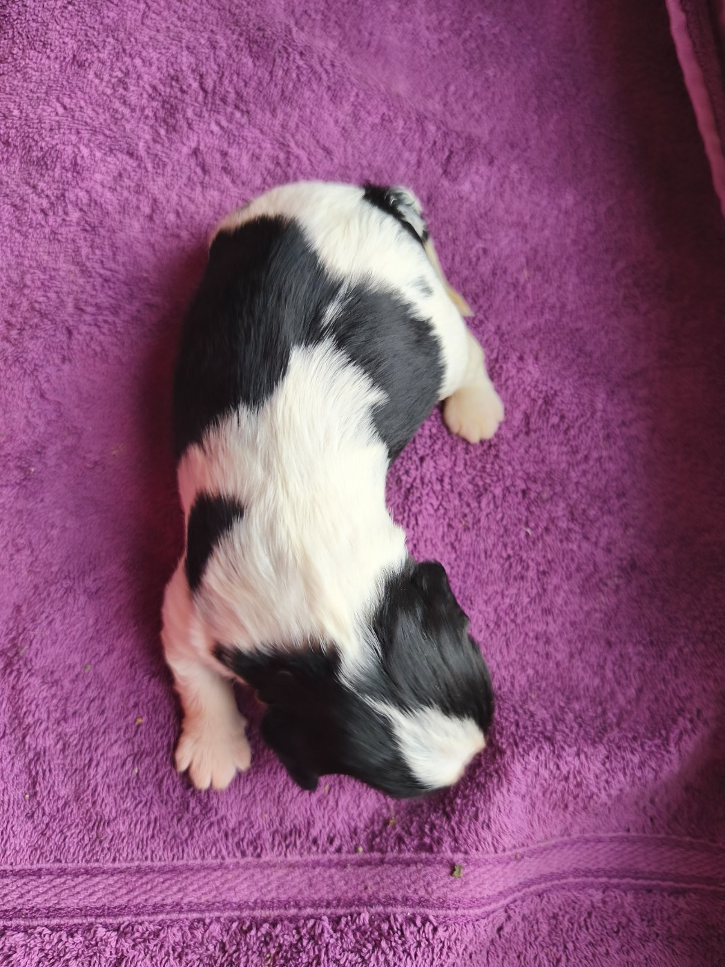 du domaine des quatre pattes - Chiots disponibles - Cavalier King Charles Spaniel