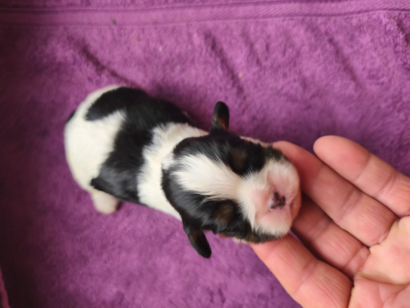 du domaine des quatre pattes - Chiots disponibles - Cavalier King Charles Spaniel