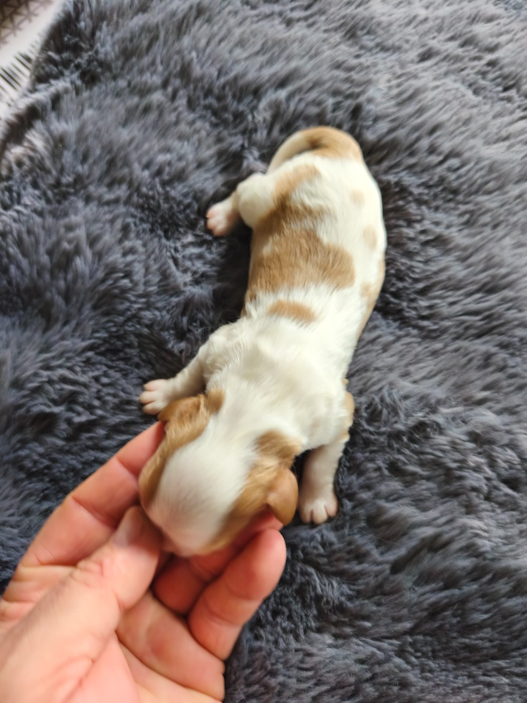 du domaine des quatre pattes - Chiots disponibles - Cavalier King Charles Spaniel