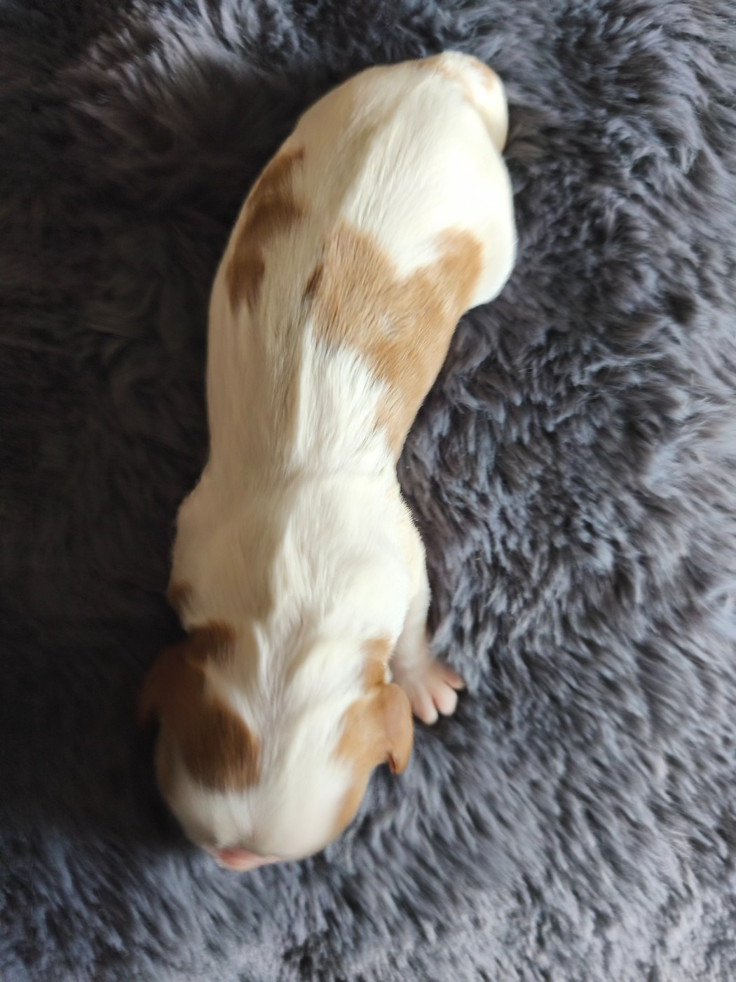 du domaine des quatre pattes - Chiots disponibles - Cavalier King Charles Spaniel