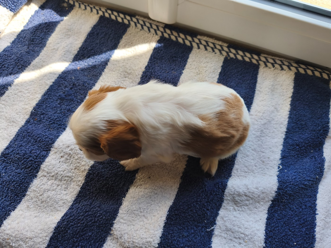 du domaine des quatre pattes - Chiots disponibles - Cavalier King Charles Spaniel