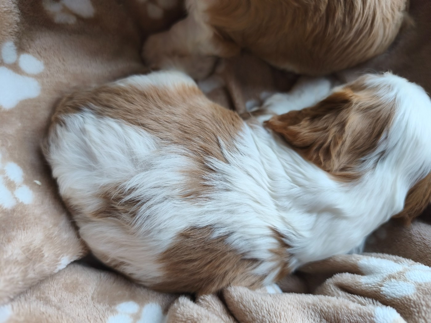 du domaine des quatre pattes - Chiots disponibles - Cavalier King Charles Spaniel