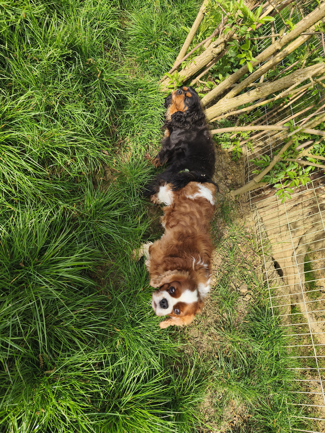 Chiot Cavalier King Charles Spaniel du domaine des quatre pattes