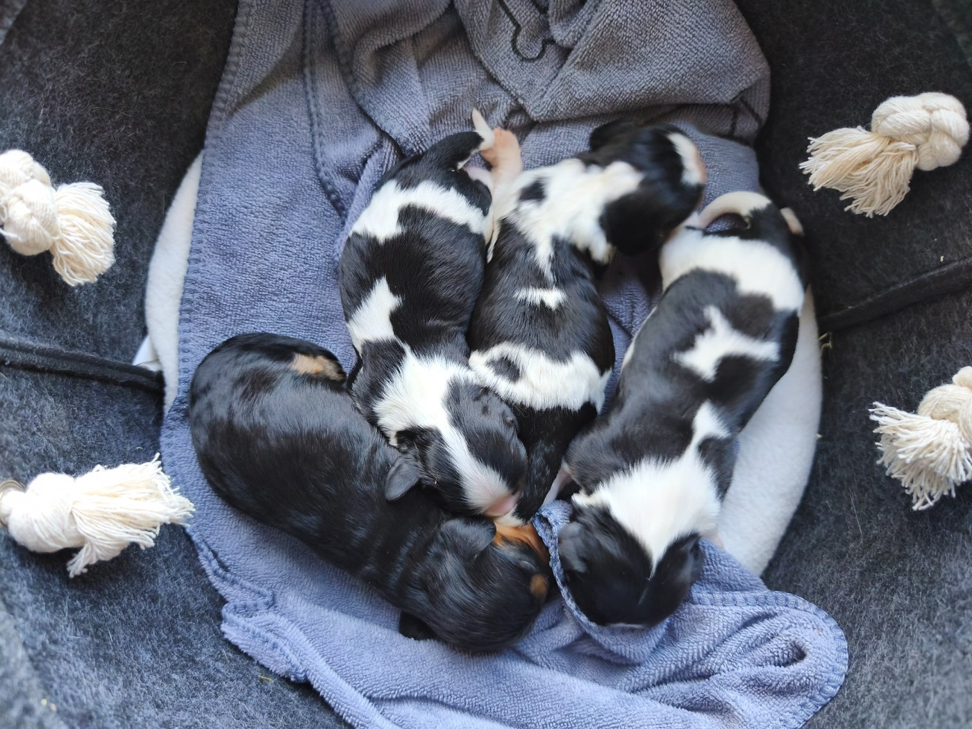 du domaine des quatre pattes - Chiots disponibles - Cavalier King Charles Spaniel