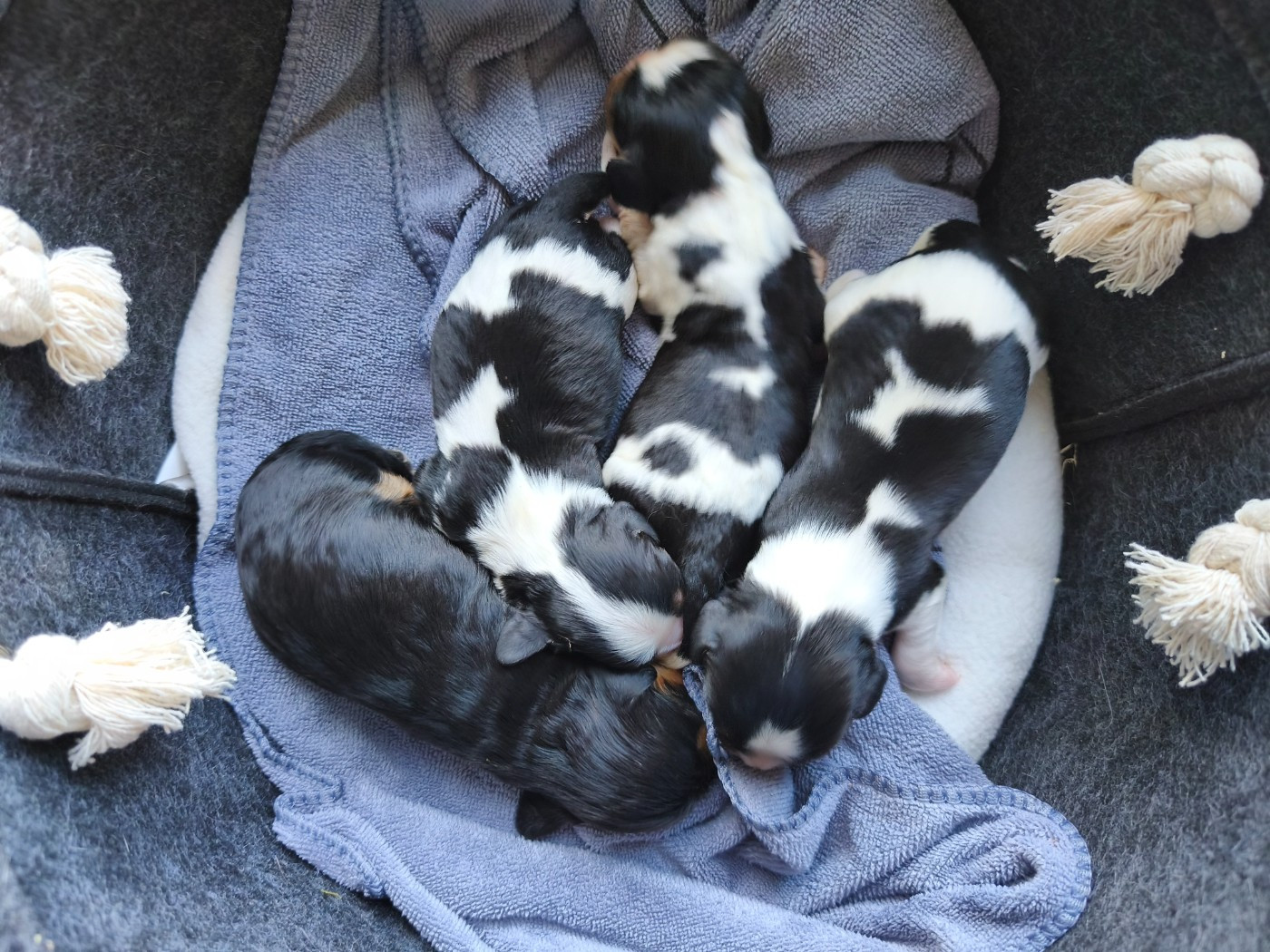du domaine des quatre pattes - Chiots disponibles - Cavalier King Charles Spaniel