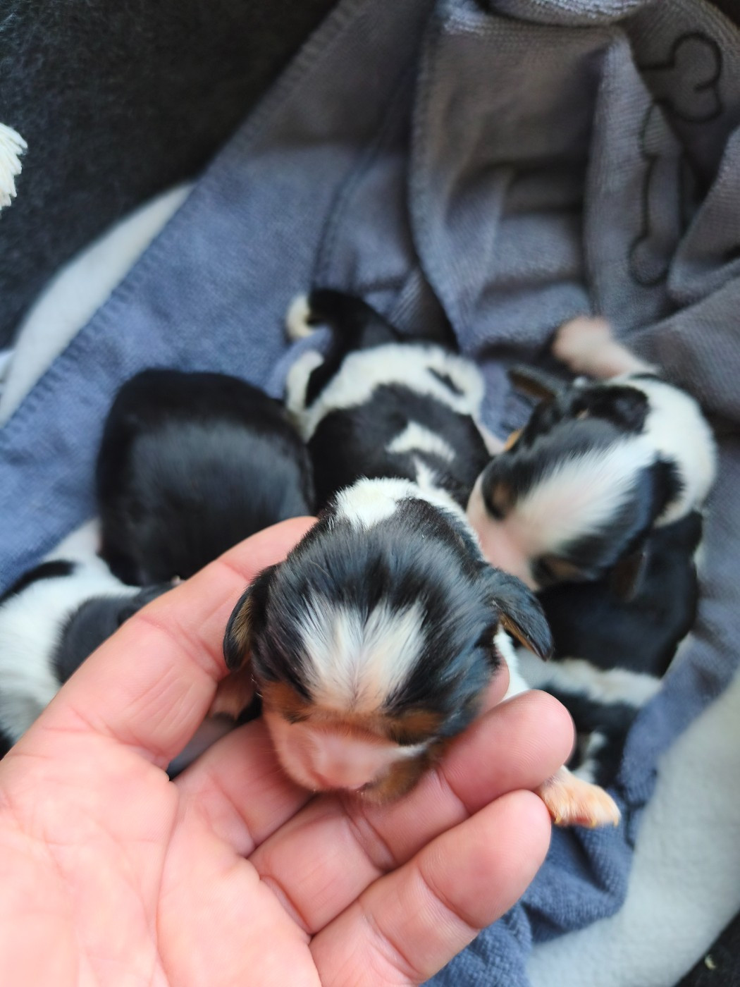 du domaine des quatre pattes - Chiots disponibles - Cavalier King Charles Spaniel