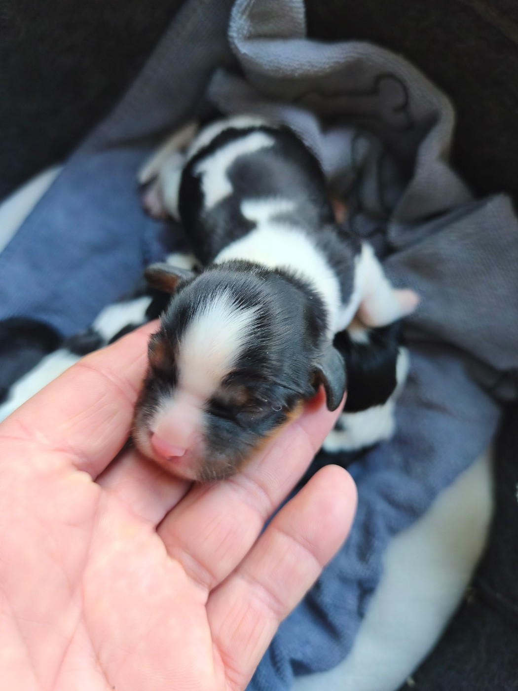 du domaine des quatre pattes - Chiots disponibles - Cavalier King Charles Spaniel