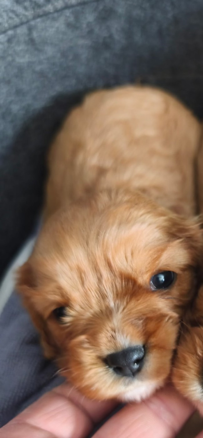 du domaine des quatre pattes - Chiots disponibles - Cavalier King Charles Spaniel