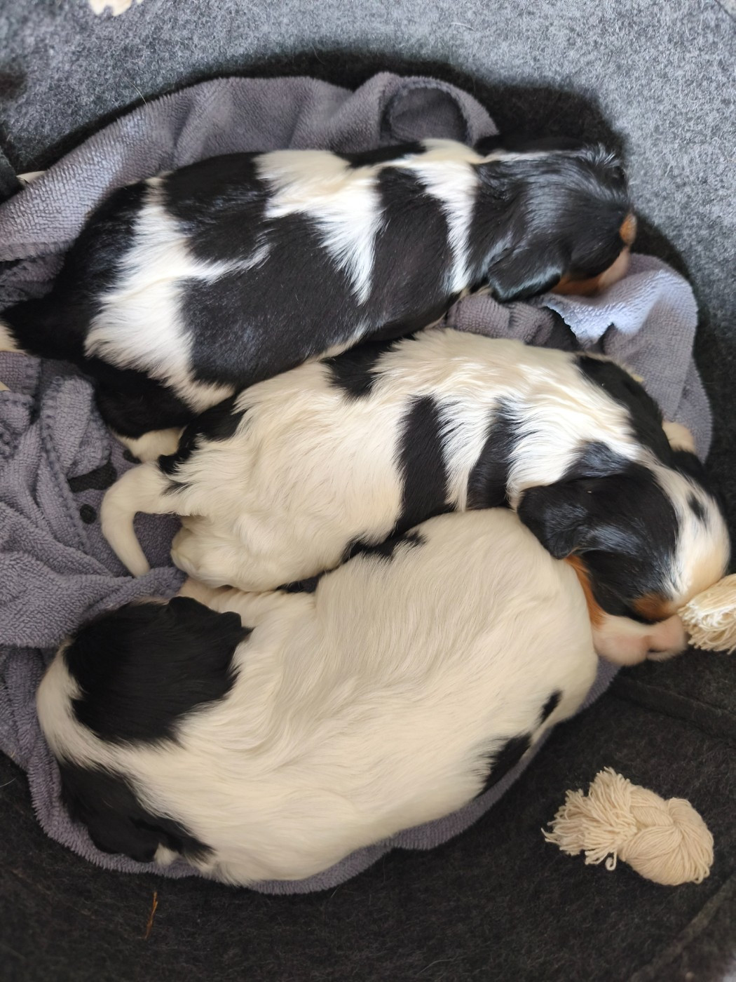 du domaine des quatre pattes - Chiots disponibles - Cavalier King Charles Spaniel