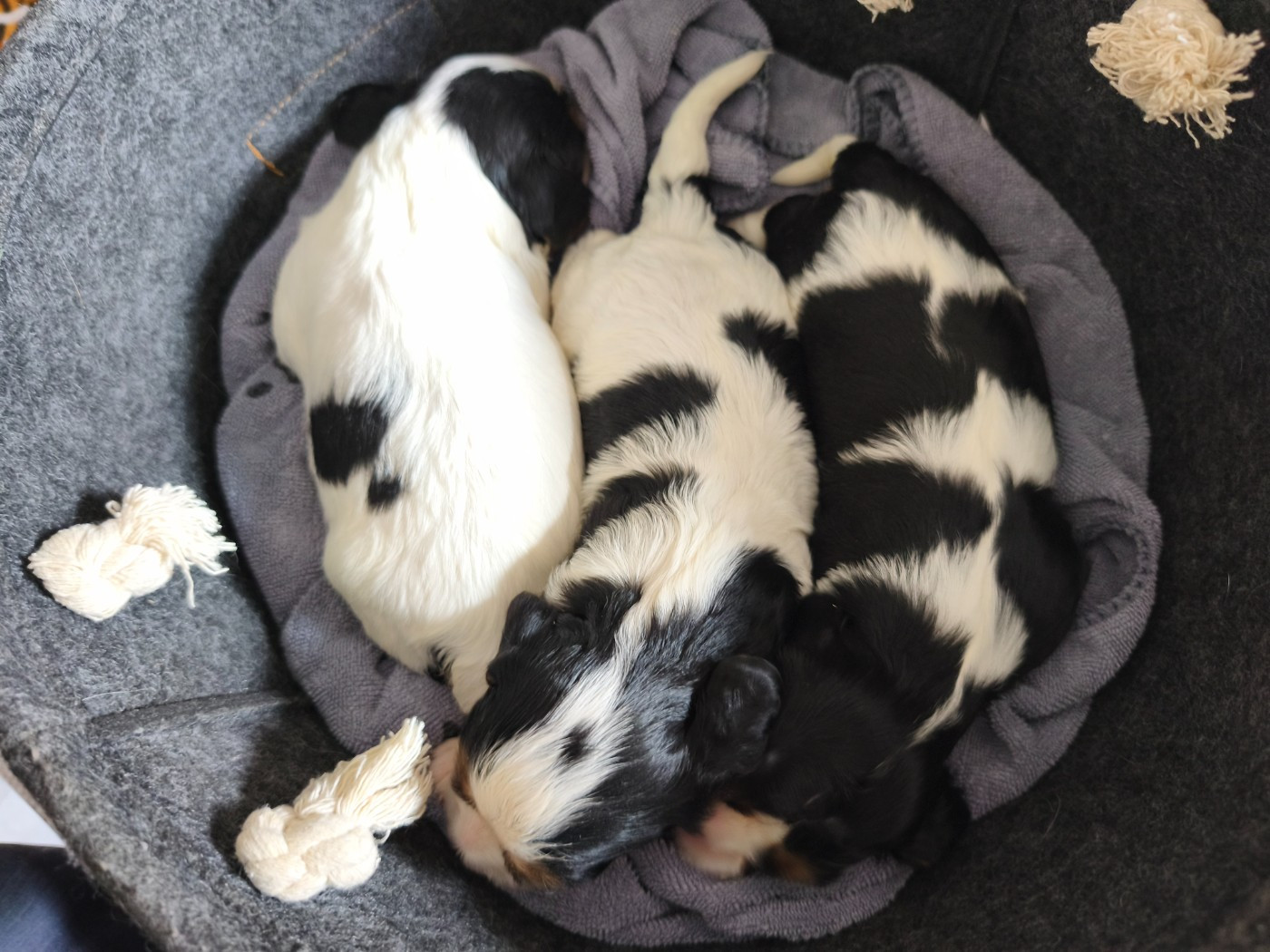 du domaine des quatre pattes - Chiots disponibles - Cavalier King Charles Spaniel