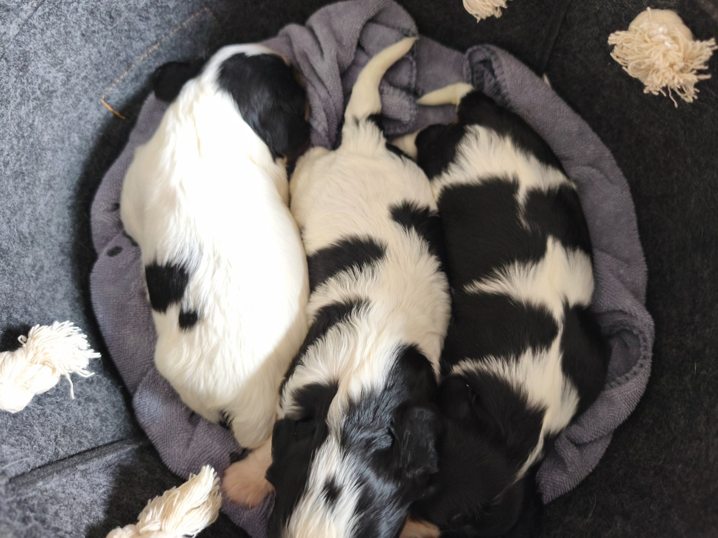 du domaine des quatre pattes - Chiots disponibles - Cavalier King Charles Spaniel