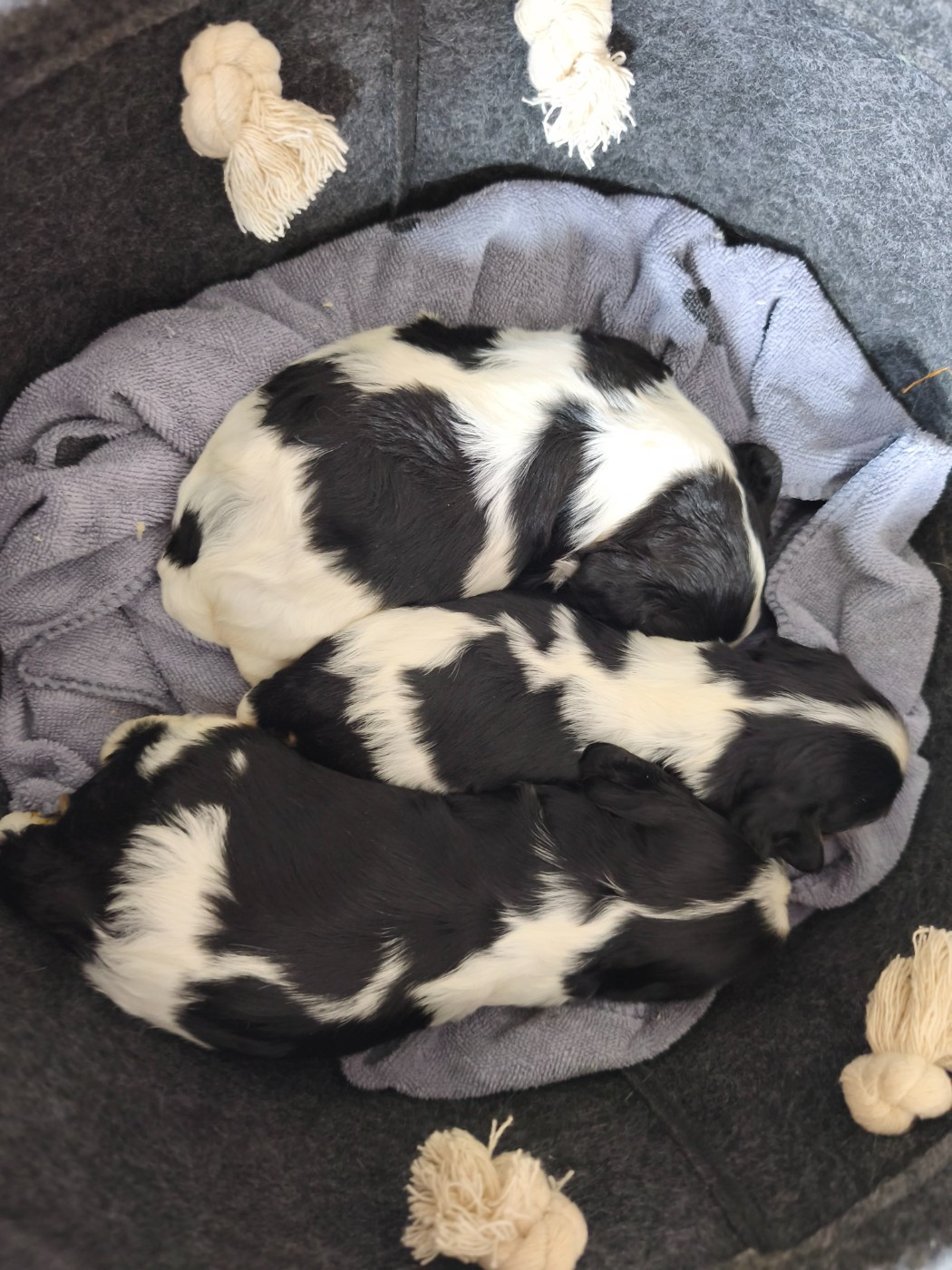 du domaine des quatre pattes - Chiots disponibles - Cavalier King Charles Spaniel