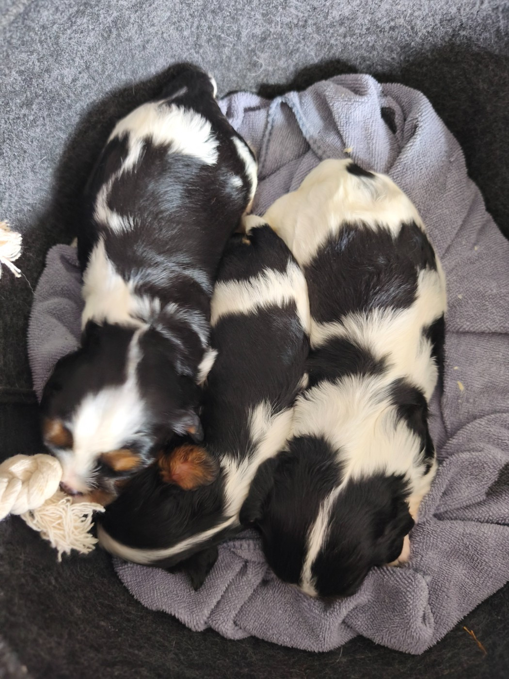 du domaine des quatre pattes - Chiots disponibles - Cavalier King Charles Spaniel